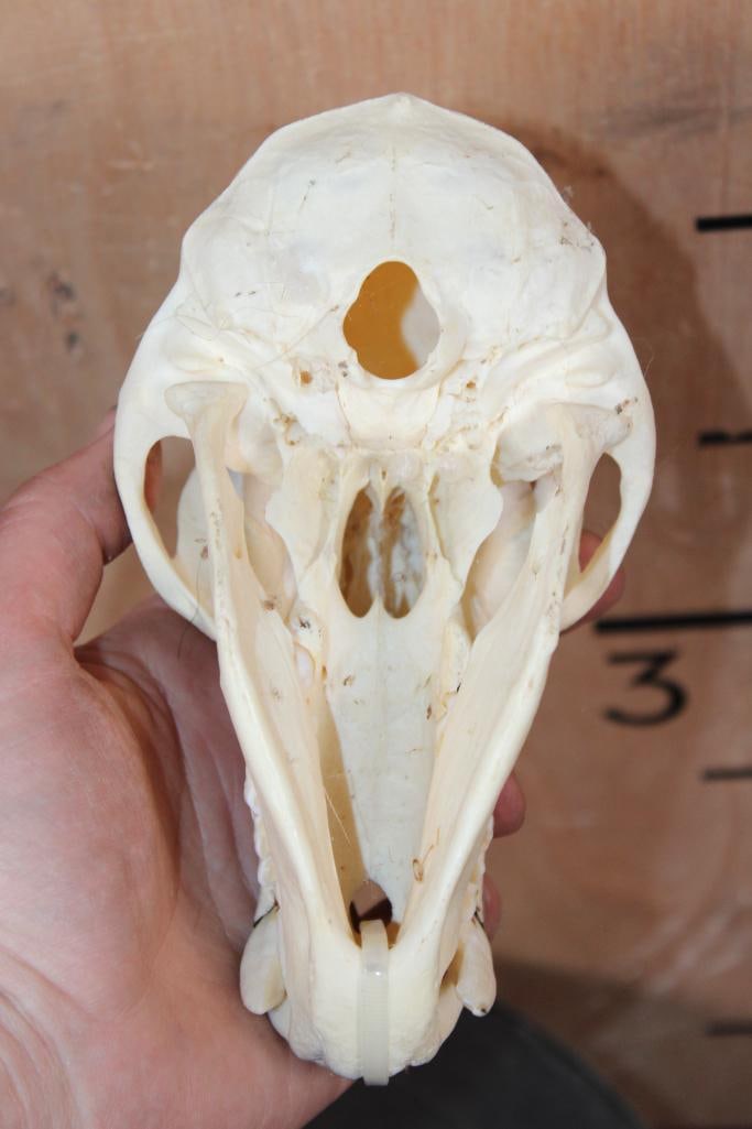 BABOON Skull - 7