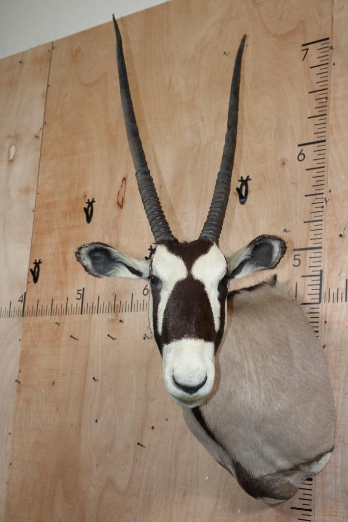 GEMSBOK Shoulder Mount - 2