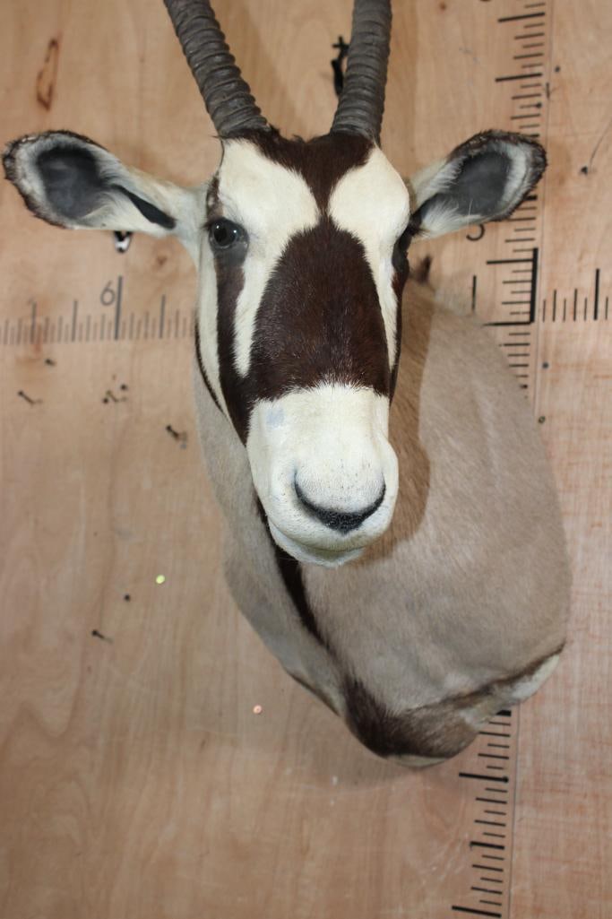 GEMSBOK Shoulder Mount - 5