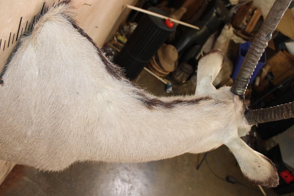 GEMSBOK Shoulder Mount - 7