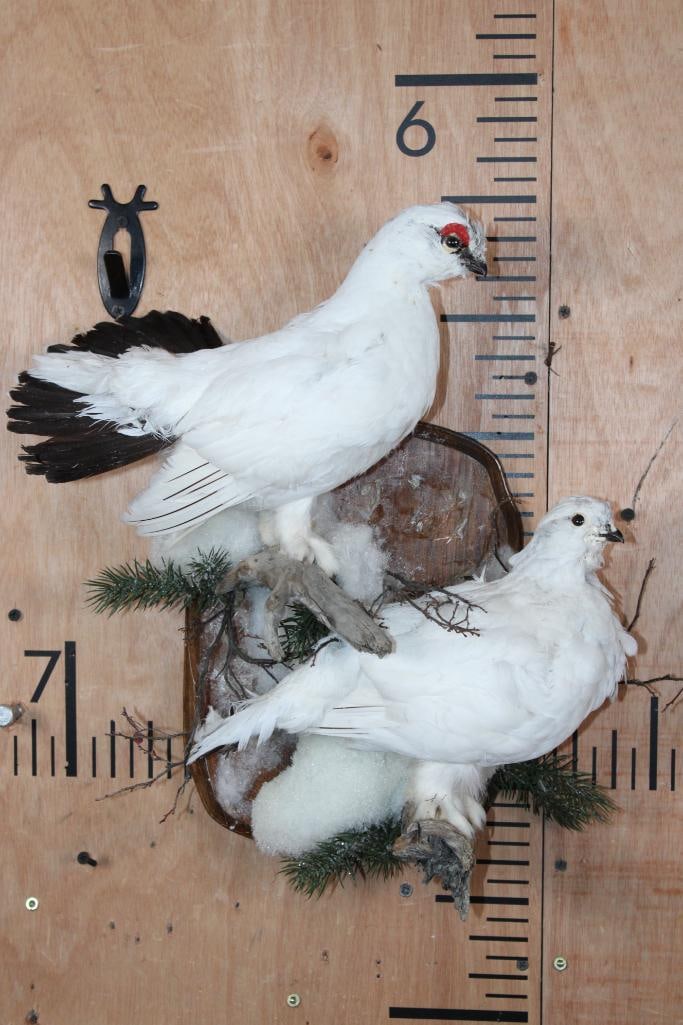 Male and Female WILLOW PTARMIGAN Birds Mounted on a Wood Plaque: Male and Female WILLOW PTARMIGAN Birds. They are mounted on a Wood Wall Hanging Plaque. The Total Mount measures 15" Long x 17" Tall x 8" Depth. Both have lost some feathers on their face. TAXIDERMY