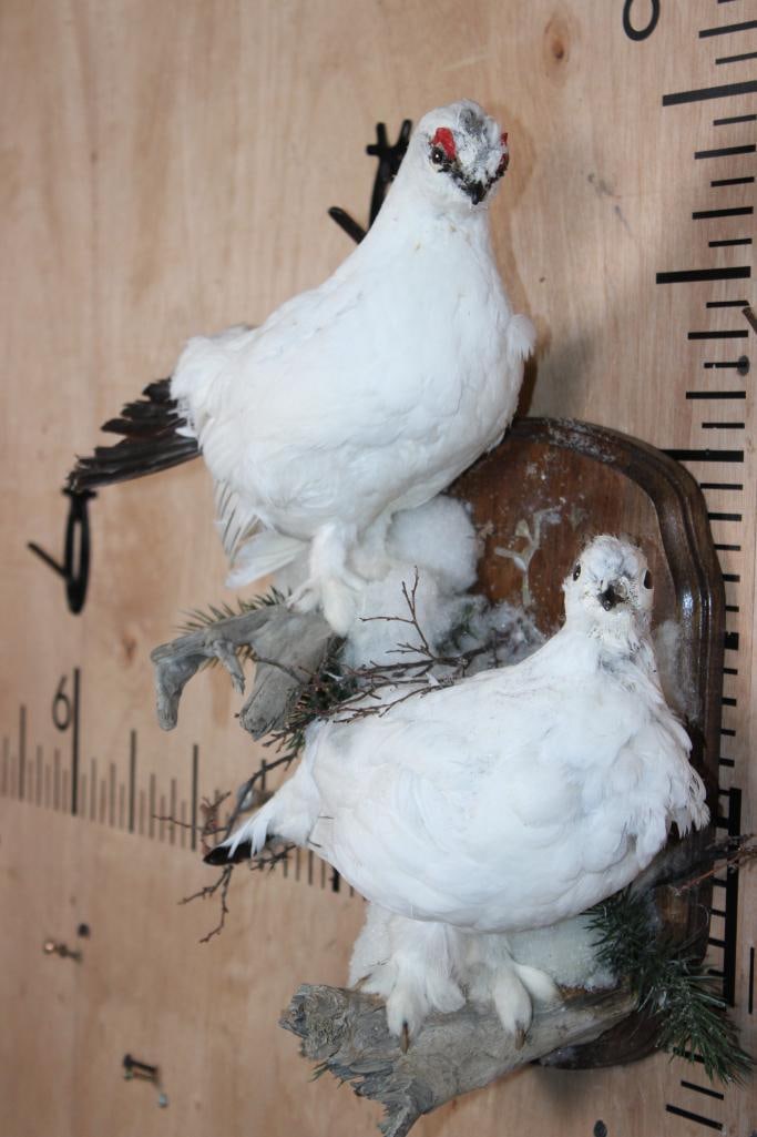Male and Female WILLOW PTARMIGAN Birds Mounted on a Wood Plaque - 2