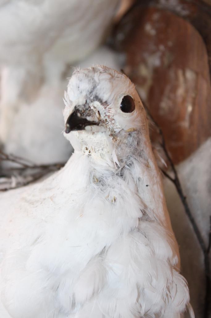 Male and Female WILLOW PTARMIGAN Birds Mounted on a Wood Plaque - 5