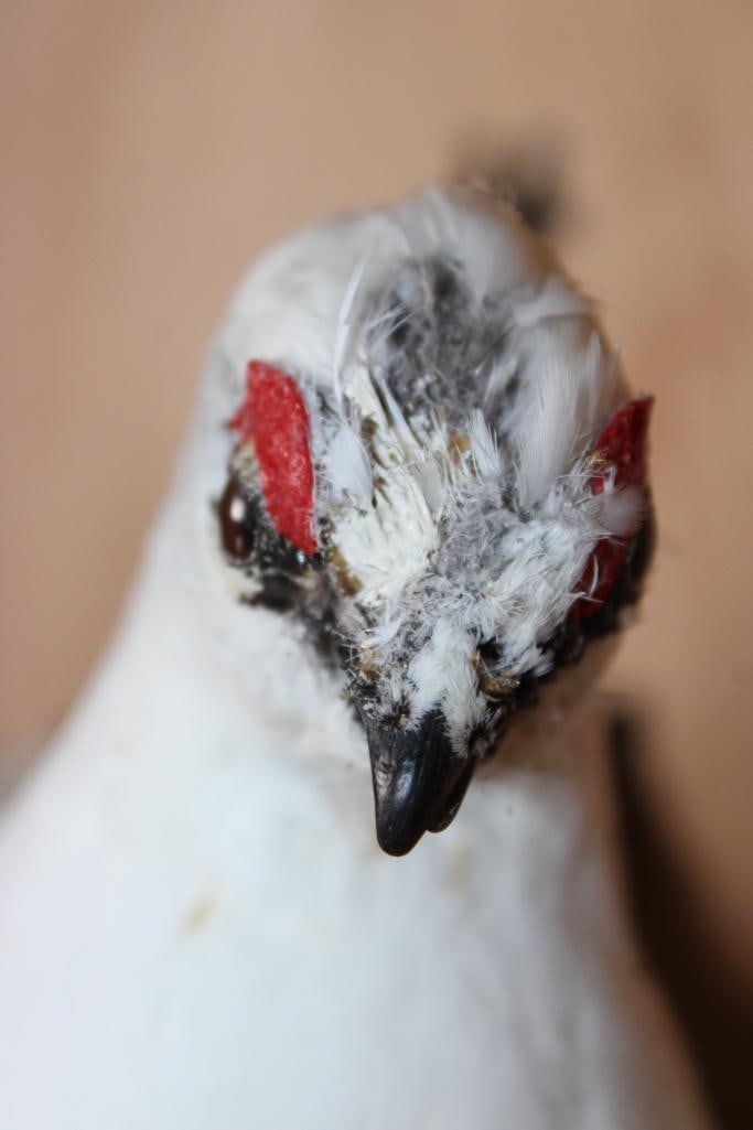 Male and Female WILLOW PTARMIGAN Birds Mounted on a Wood Plaque - 7