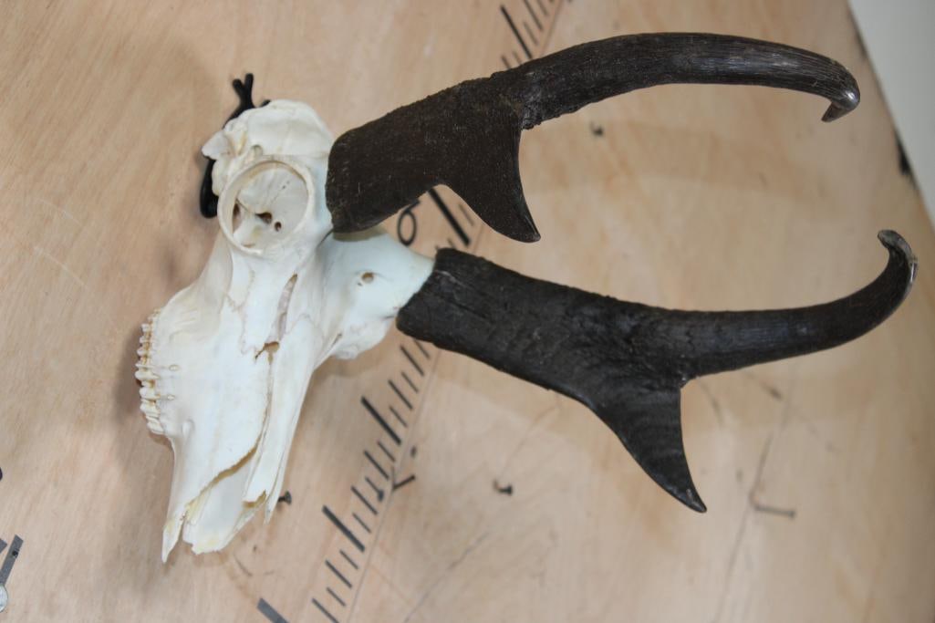 Big PRONGHORN Skull with No Nose Cone - 2