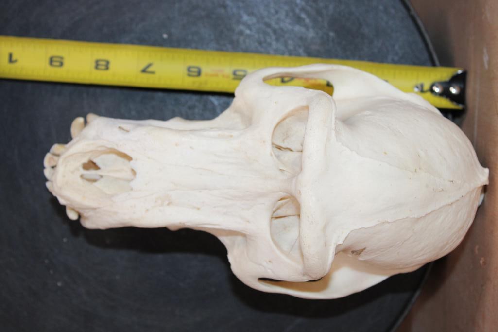 Big BABOON Skull with No Glue - 6