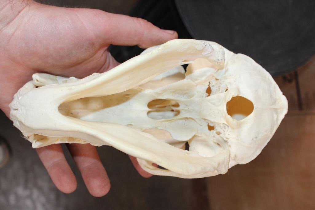 Big BABOON Skull with No Glue - 7