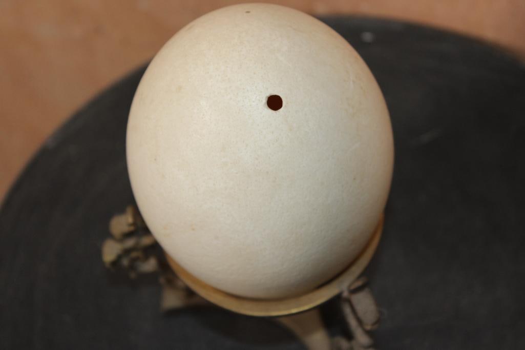 OSTRICH EGG on a Brass Dragon Stand - 4