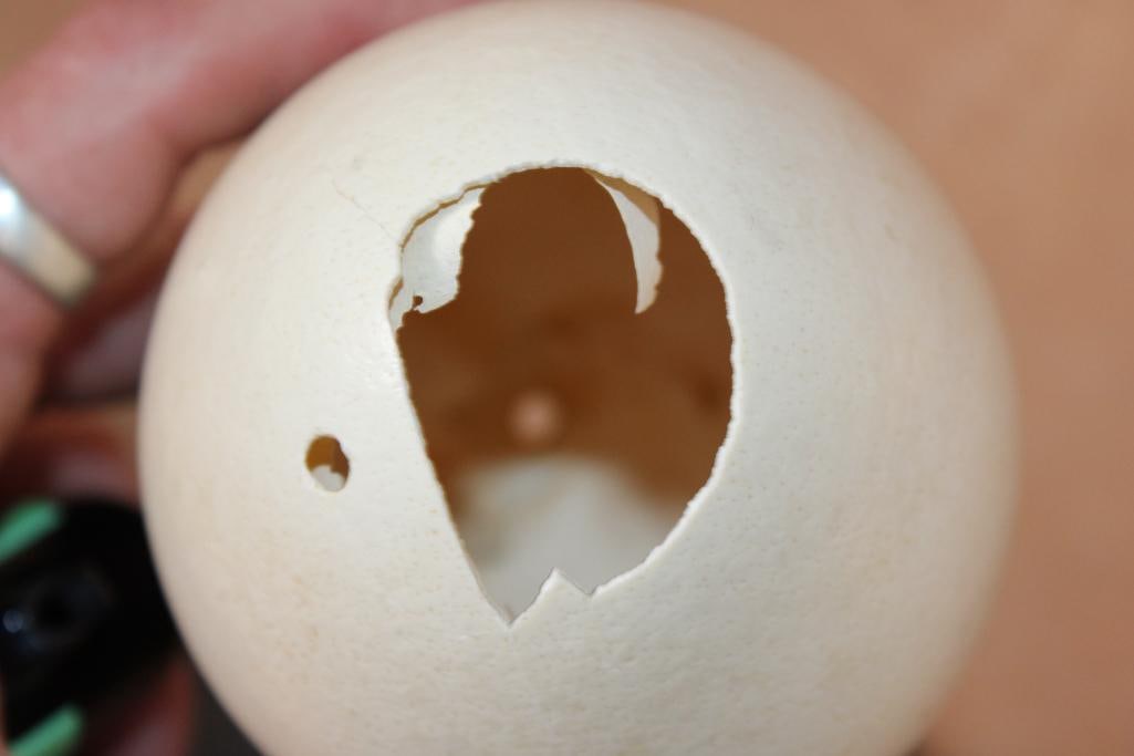 OSTRICH EGG on a Brass Dragon Stand - 5