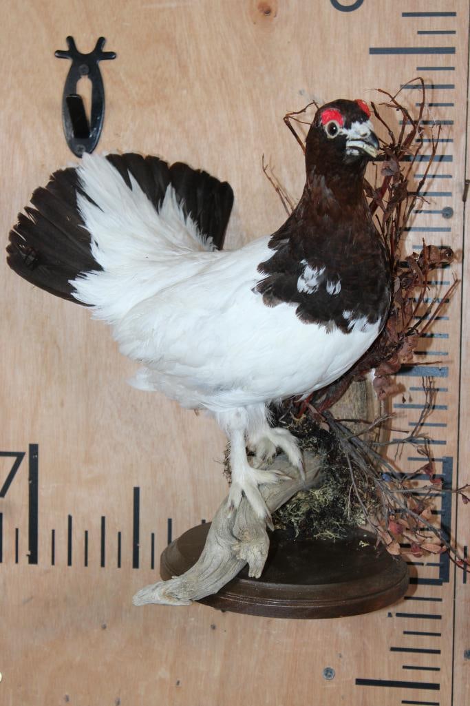 WILLOW PTARMIGAN Bird on a Decorative Wood Plaque: Nice Life-sized WILLOW PTARMIGAN Bird from Alaska. It is mounted on a decorative Wood Wall Hanging Plaque. The Total Mount measures 11" Long x 14" Tall x 9" Depth. TAXIDERMY BIRDS 