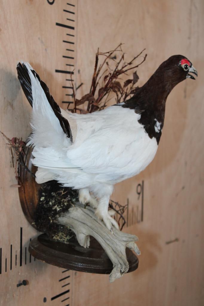 WILLOW PTARMIGAN Bird on a Decorative Wood Plaque - 2