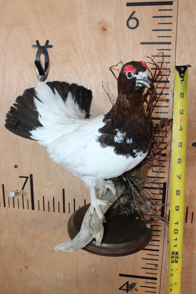 WILLOW PTARMIGAN Bird on a Decorative Wood Plaque - 5