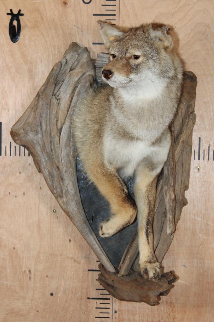 Half-body COYOTE on a Driftwood Wall Mount - 2
