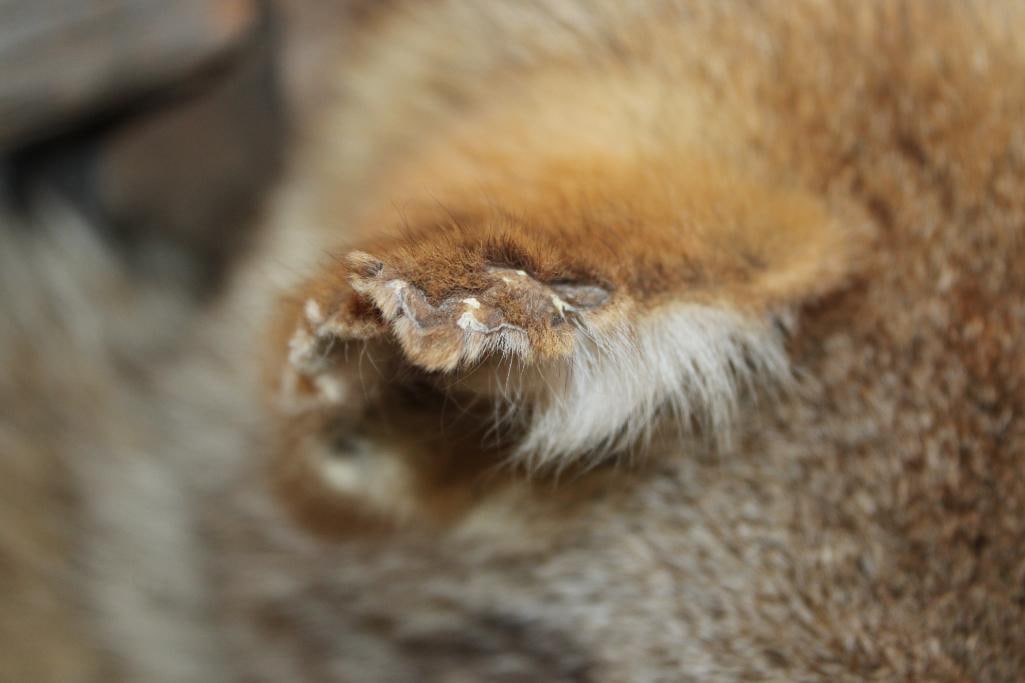 Half-body COYOTE on a Driftwood Wall Mount - 7