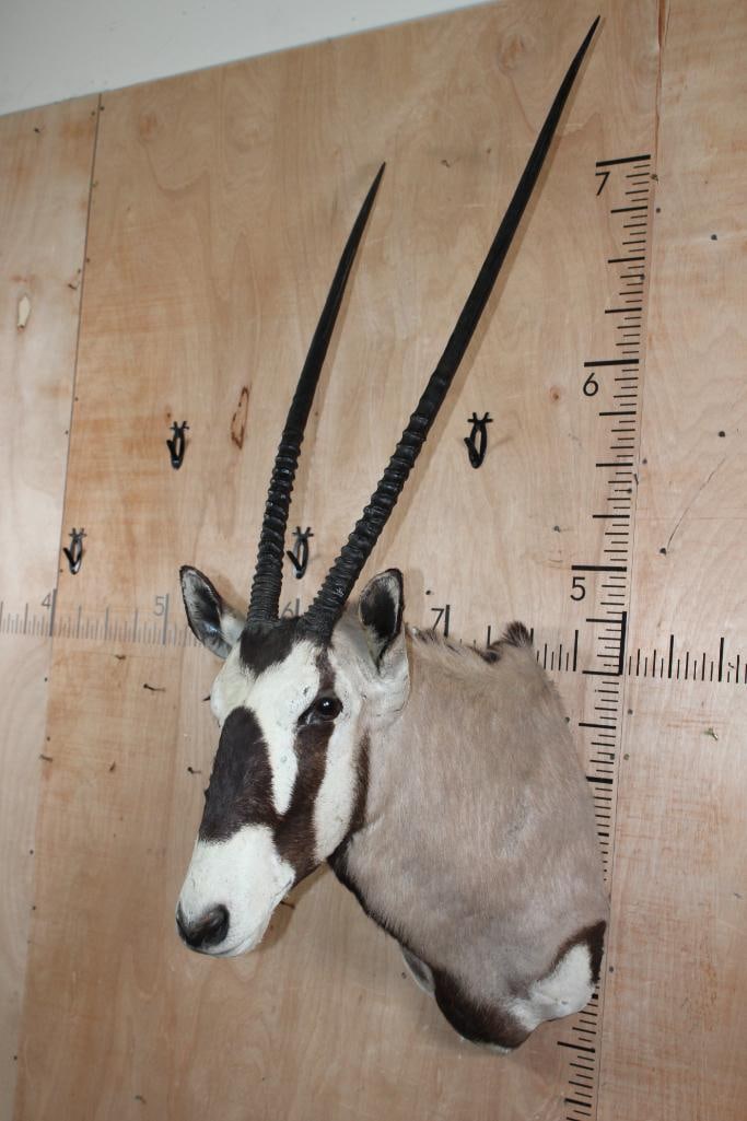 Big GEMSBOK Shoulder Mount - 3