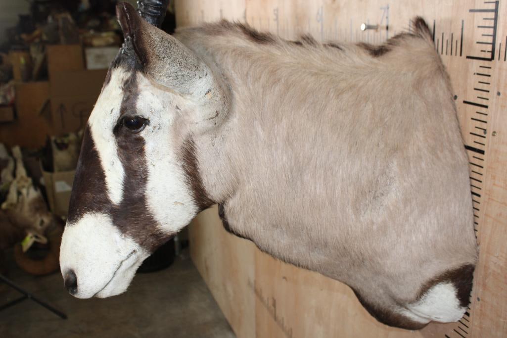 Big GEMSBOK Shoulder Mount - 4