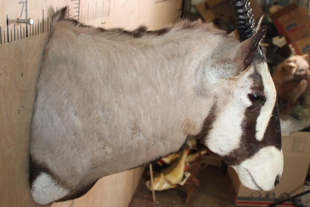 Big GEMSBOK Shoulder Mount - 5