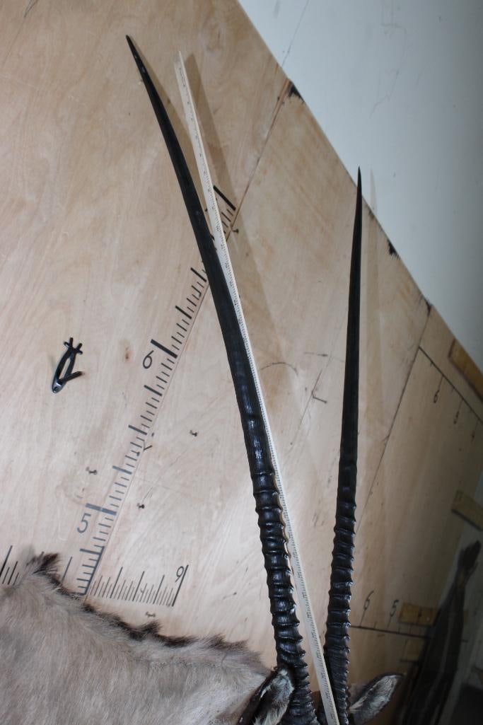 Big GEMSBOK Shoulder Mount - 6