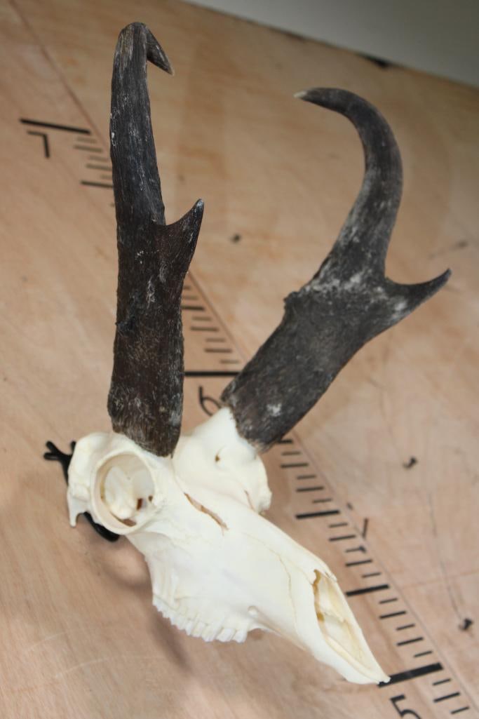 Big A-Grade PRONGHORN Skull - 3