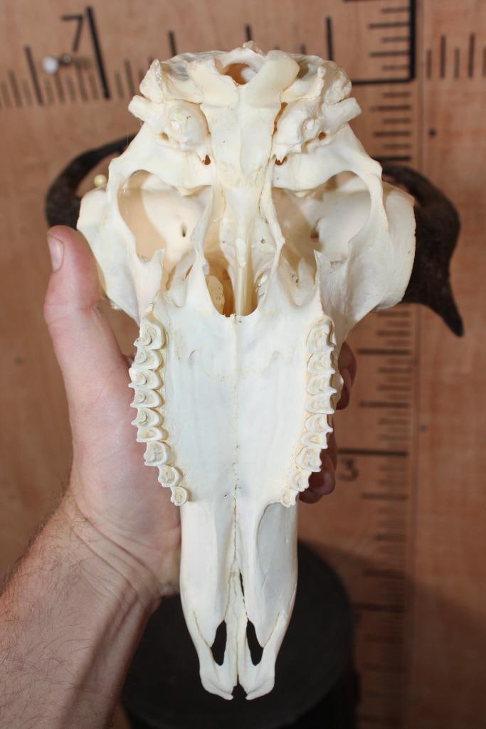 Big A-Grade PRONGHORN Skull - 6