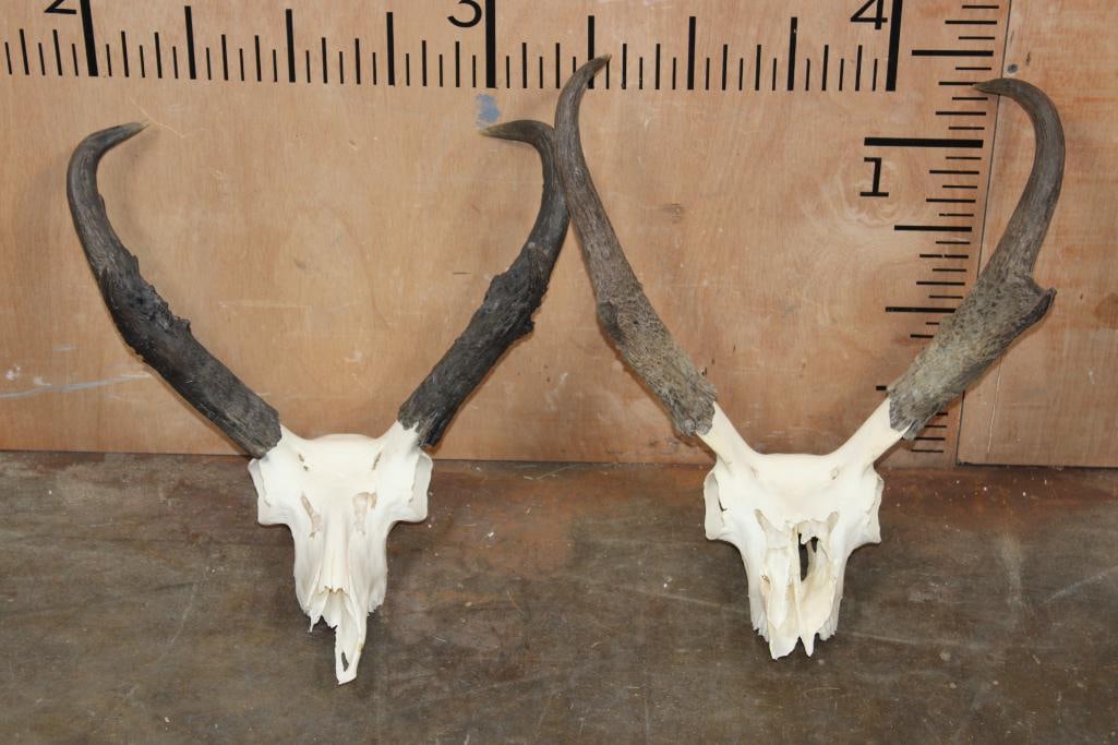 (2) PRONGHORN Skulls: 2 PRONGHORN Skulls. Both have nose damage. TAXIDERMY SKULLS 