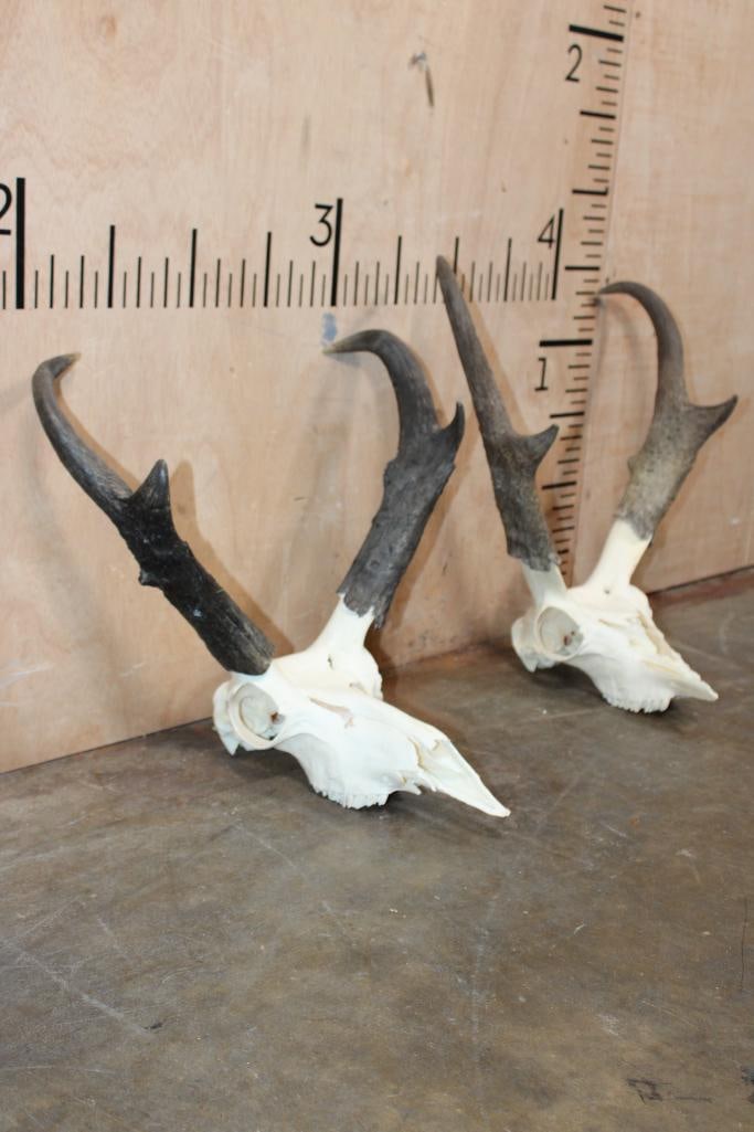 (2) PRONGHORN Skulls - 2
