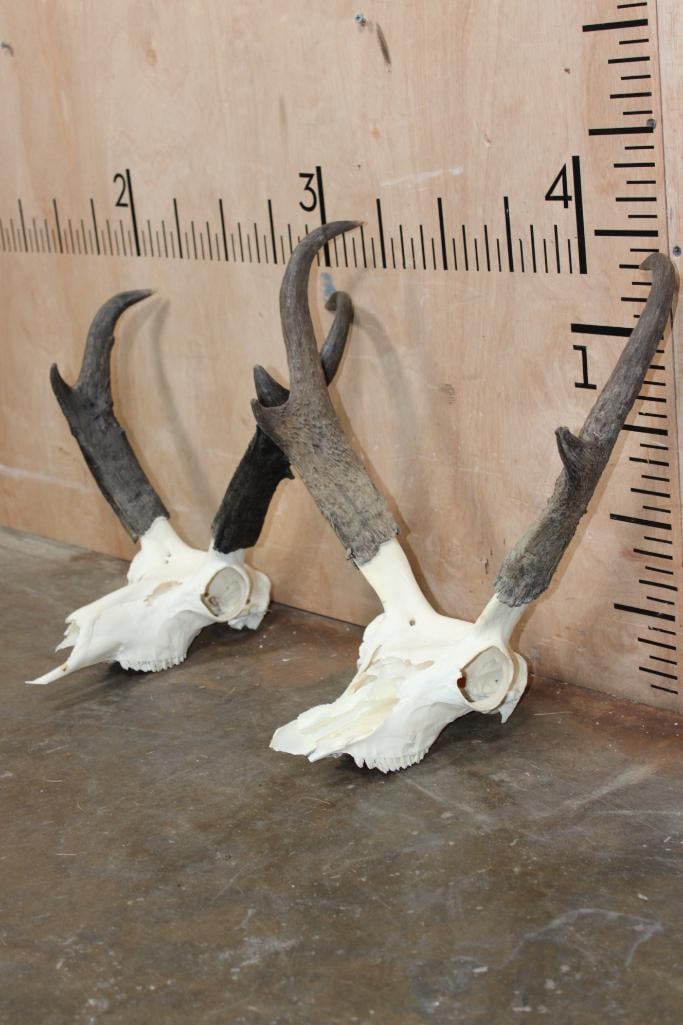 (2) PRONGHORN Skulls - 3