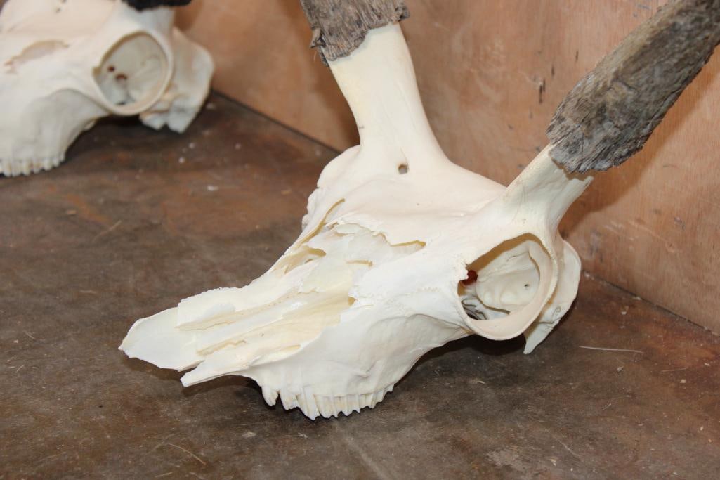 (2) PRONGHORN Skulls - 4