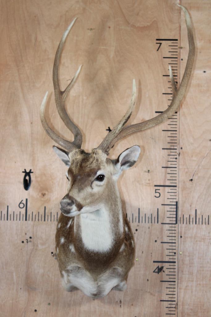 AXIS DEER Shoulder Mount - 2