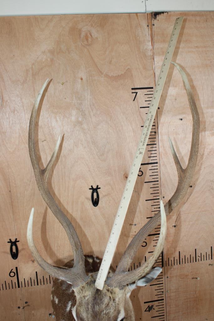 AXIS DEER Shoulder Mount - 7