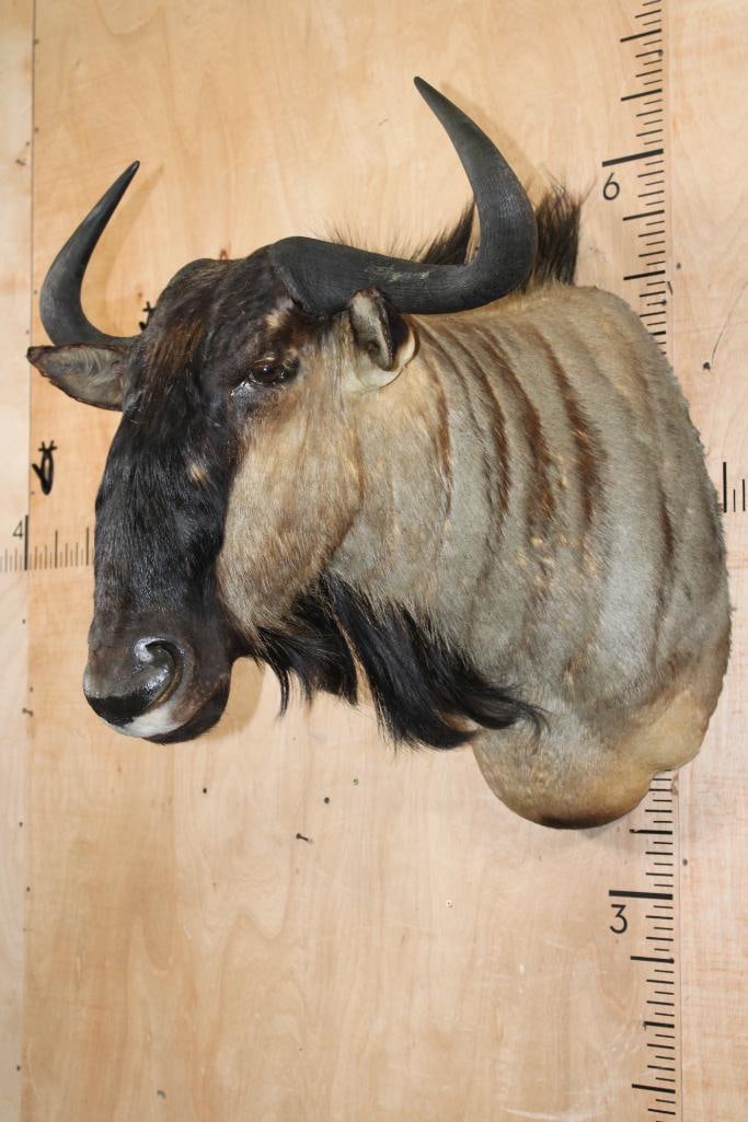 BLUE WILDEBEEST Shoulder Mount - 2