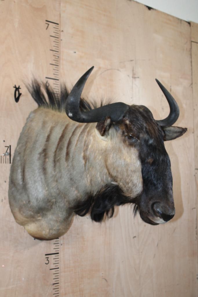 BLUE WILDEBEEST Shoulder Mount - 3