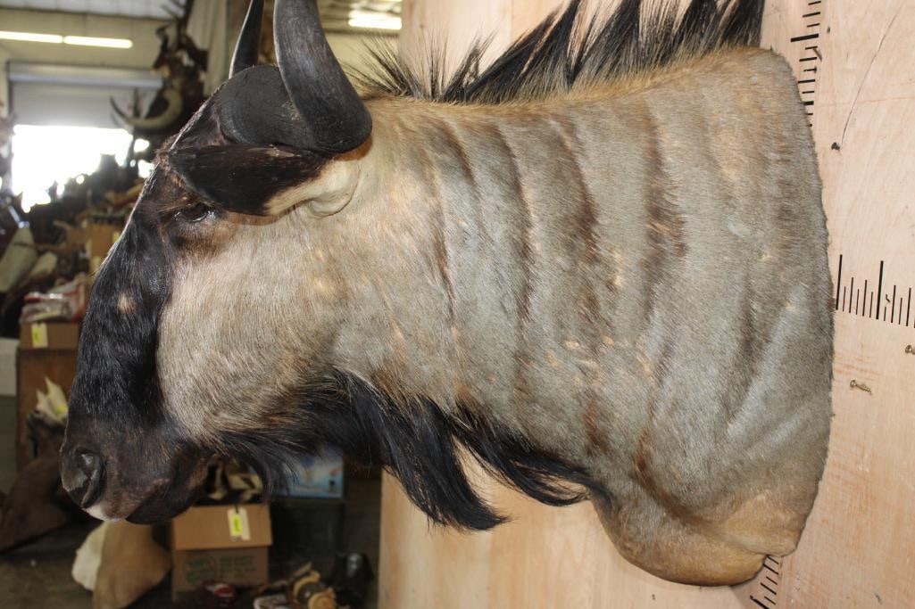 BLUE WILDEBEEST Shoulder Mount - 5