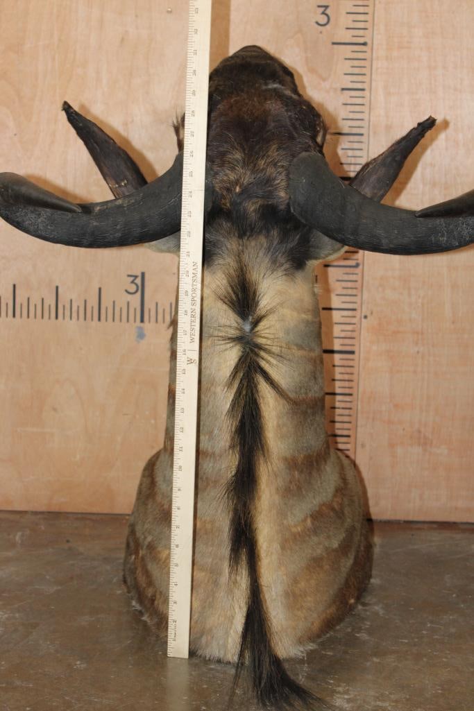 BLUE WILDEBEEST Shoulder Mount - 7