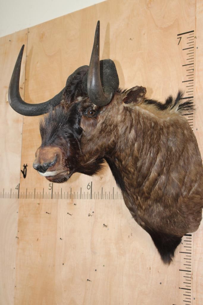 Big BLACK WILDEBEEST Shoulder Mount - 3