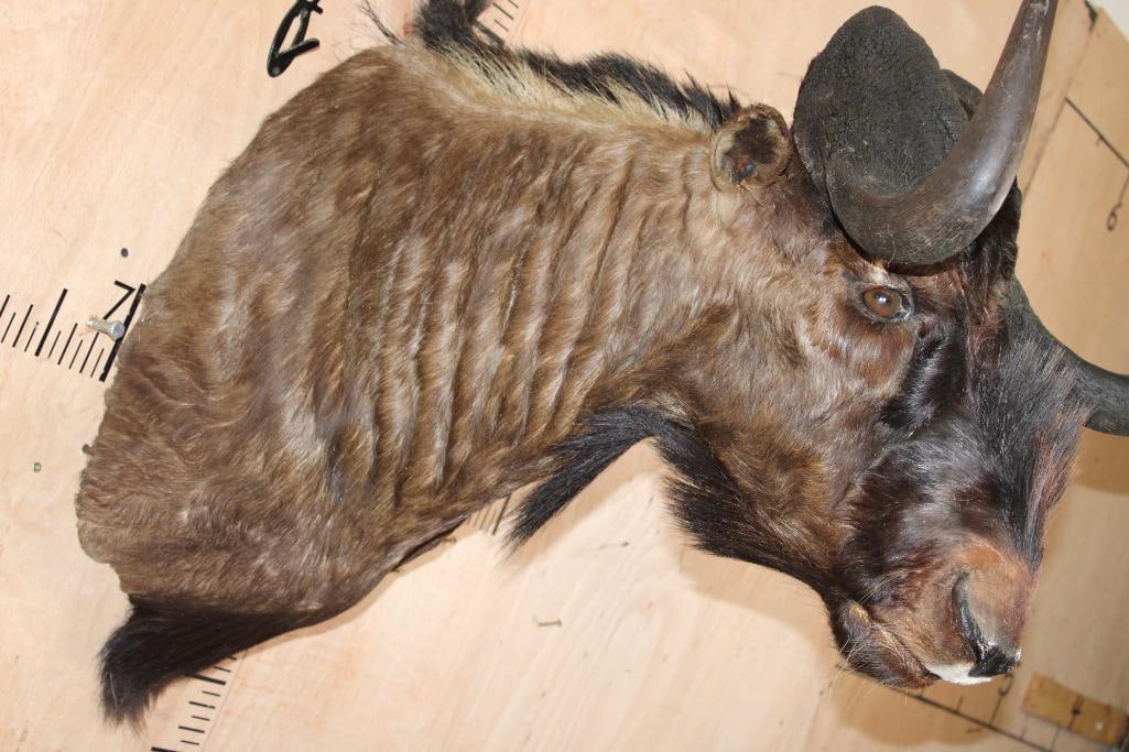 Big BLACK WILDEBEEST Shoulder Mount - 6