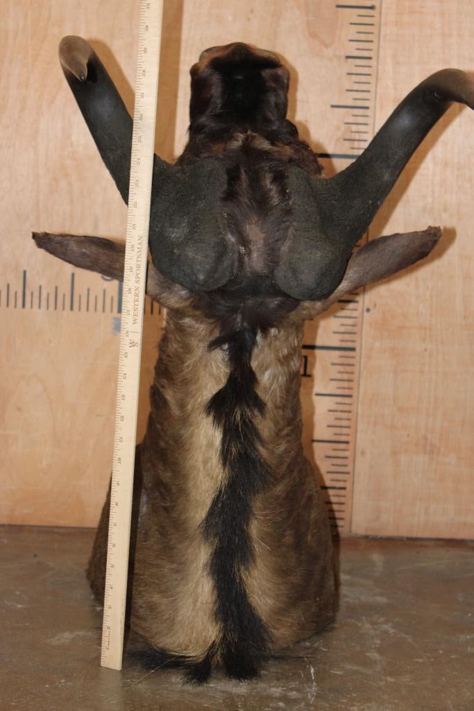 Big BLACK WILDEBEEST Shoulder Mount - 7