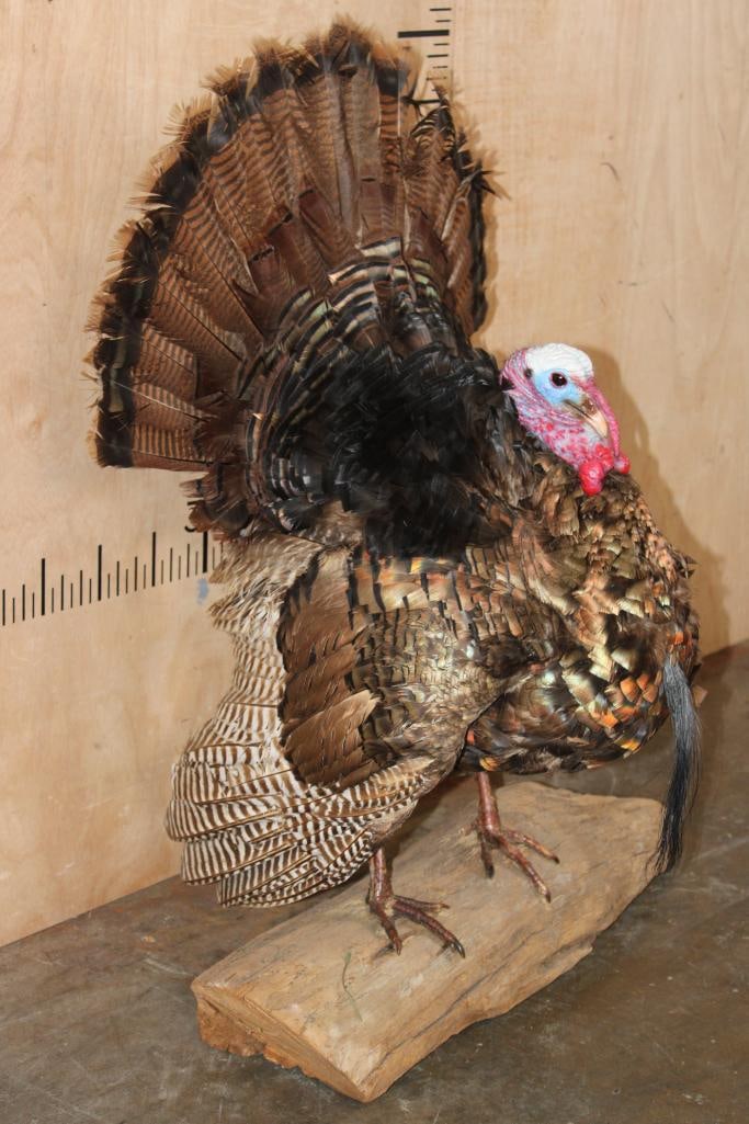 Life-sized Strutting TURKEY on a Driftwood Base - 2