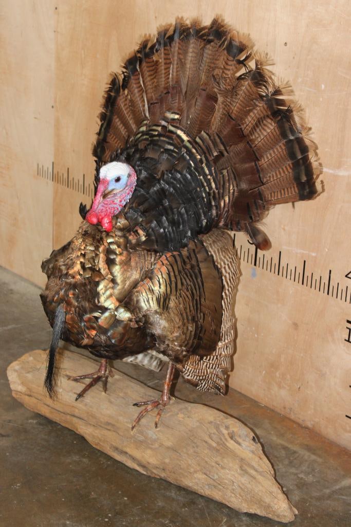 Life-sized Strutting TURKEY on a Driftwood Base - 3