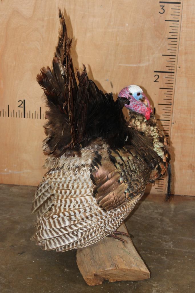 Life-sized Strutting TURKEY on a Driftwood Base - 7
