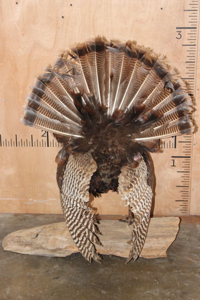 Life-sized Strutting TURKEY on a Driftwood Base - 8
