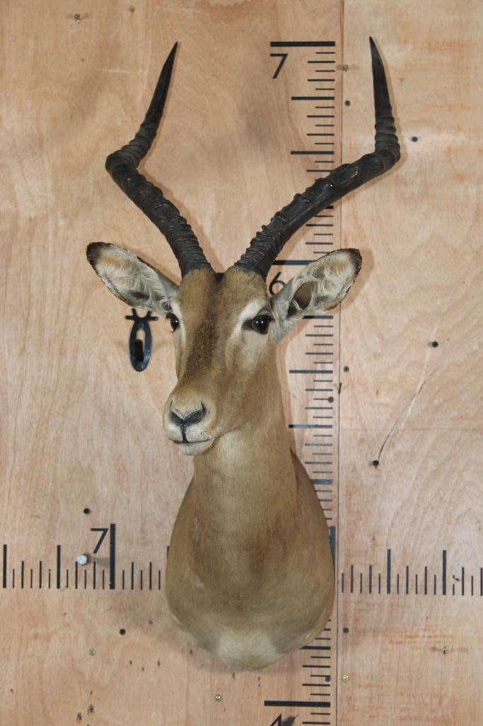 IMPALA Shoulder Mount - 2