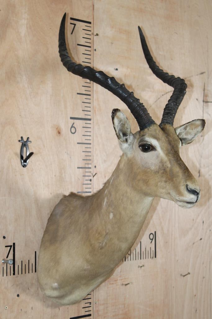 IMPALA Shoulder Mount - 4