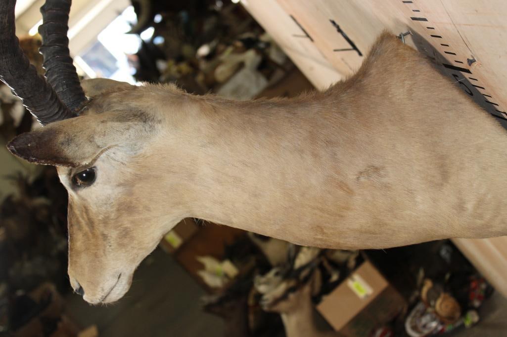 IMPALA Shoulder Mount - 7