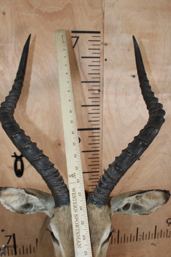 IMPALA Shoulder Mount - 8