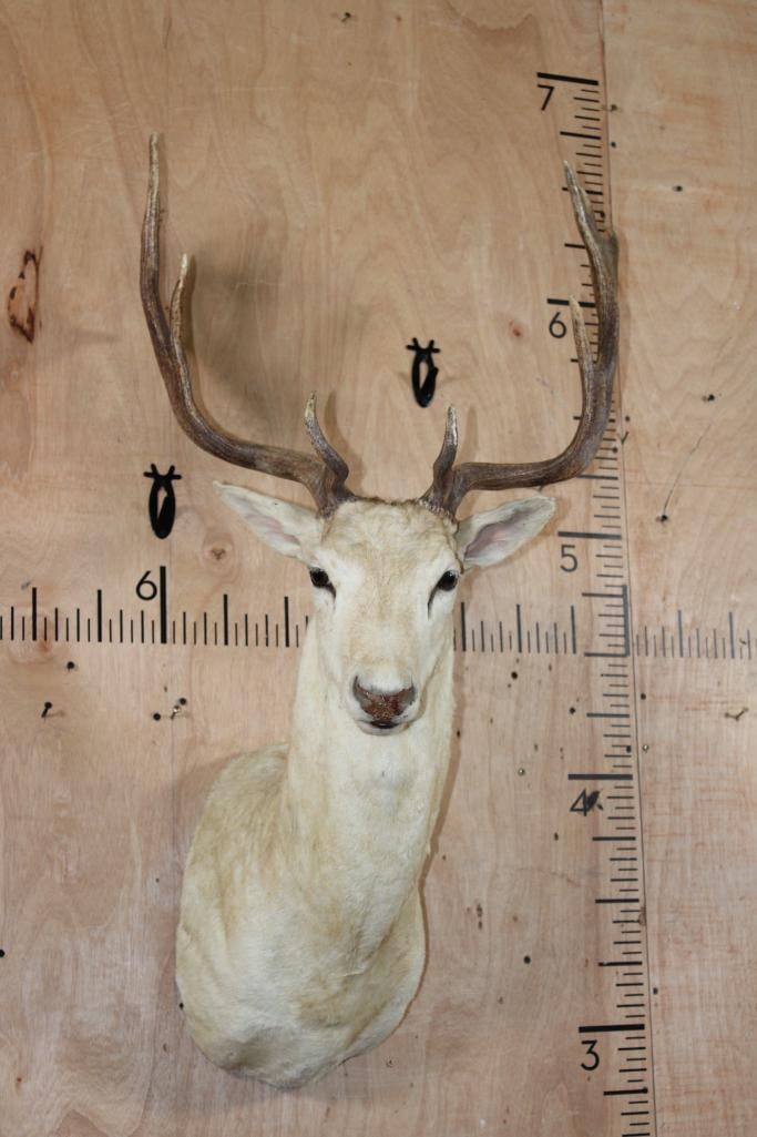 14-Point White FALLOW DEER Shoulder Mount: 14-Point White FALLOW DEER Shoulder Mount. It has a 21.5" Spread and is in Good Condition. TAXIDERMY 