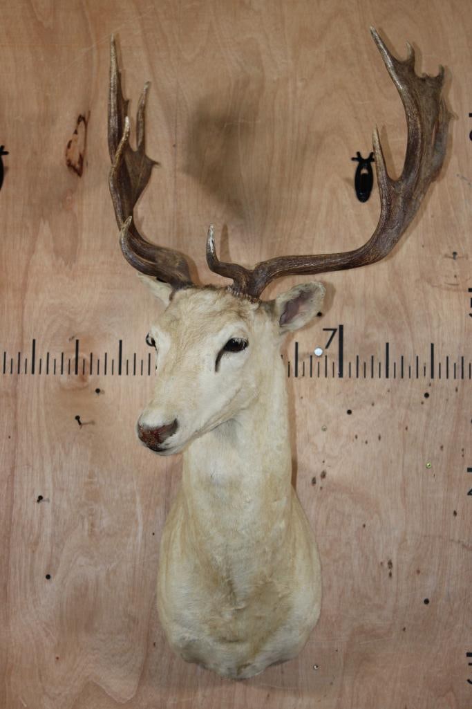 14-Point White FALLOW DEER Shoulder Mount - 2