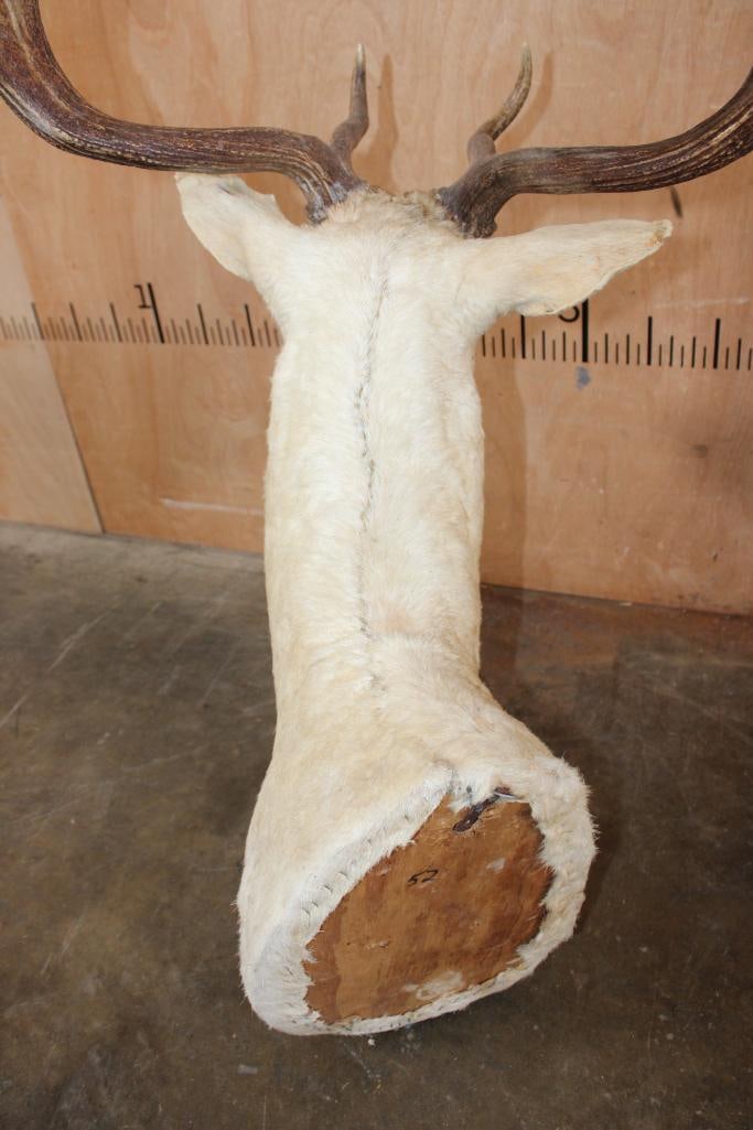 14-Point White FALLOW DEER Shoulder Mount - 7