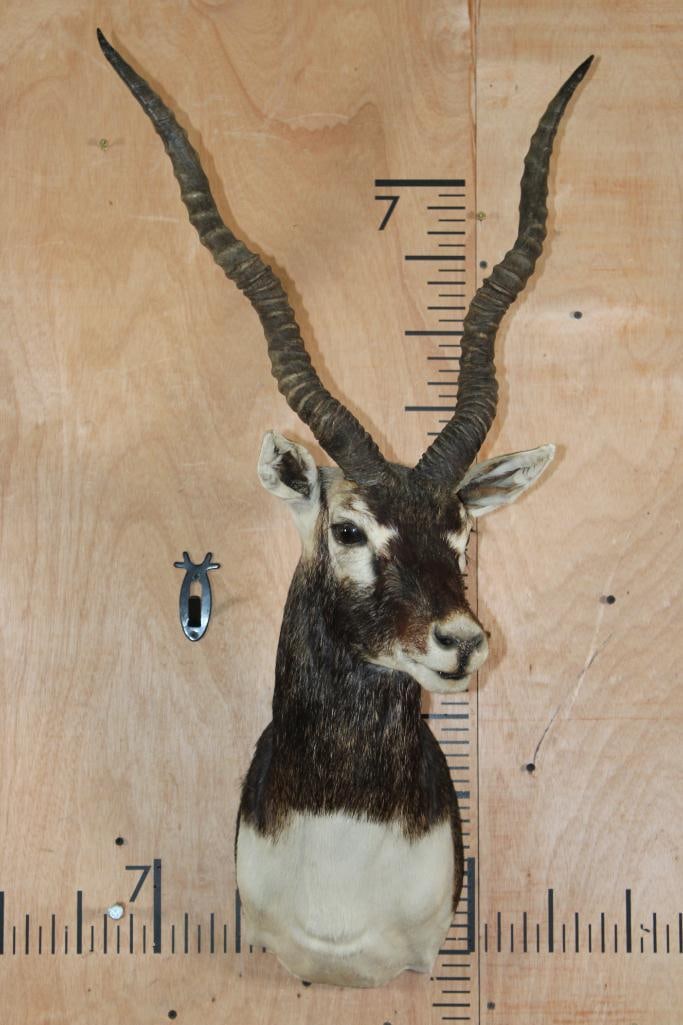 BLACKBUCK Shoulder Mount - 2