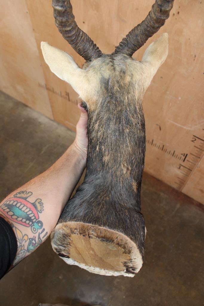 BLACKBUCK Shoulder Mount - 6